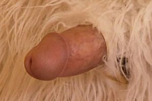 lesxxx网站